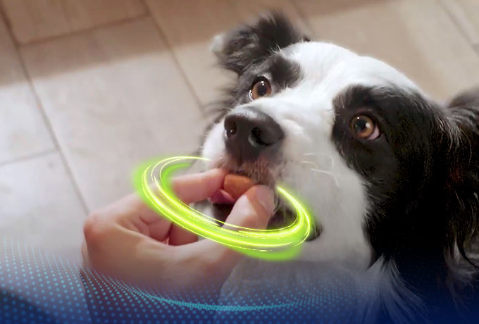 Dog eating nexgard spectra